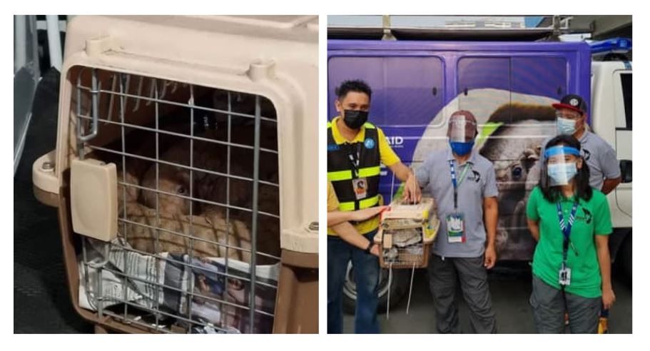 Pangolin Pandi Rescue