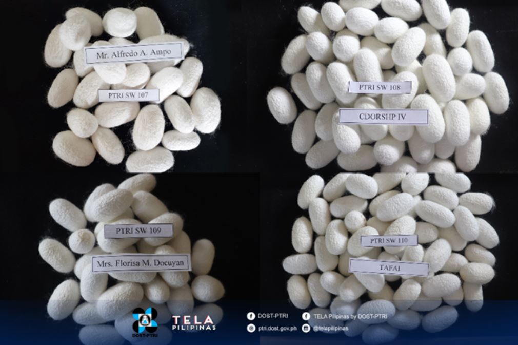 Philippines 4 new silkworm hybrids