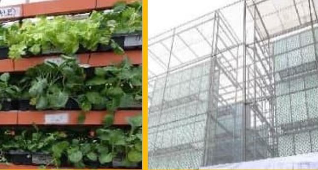 Metro Manila's tallest vertical farm