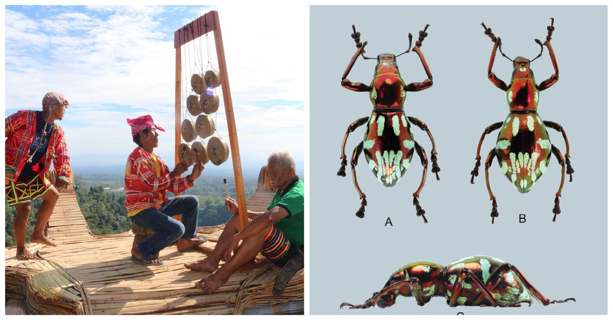 University of Mindanao beetle species after Obu Manuvu tribe
