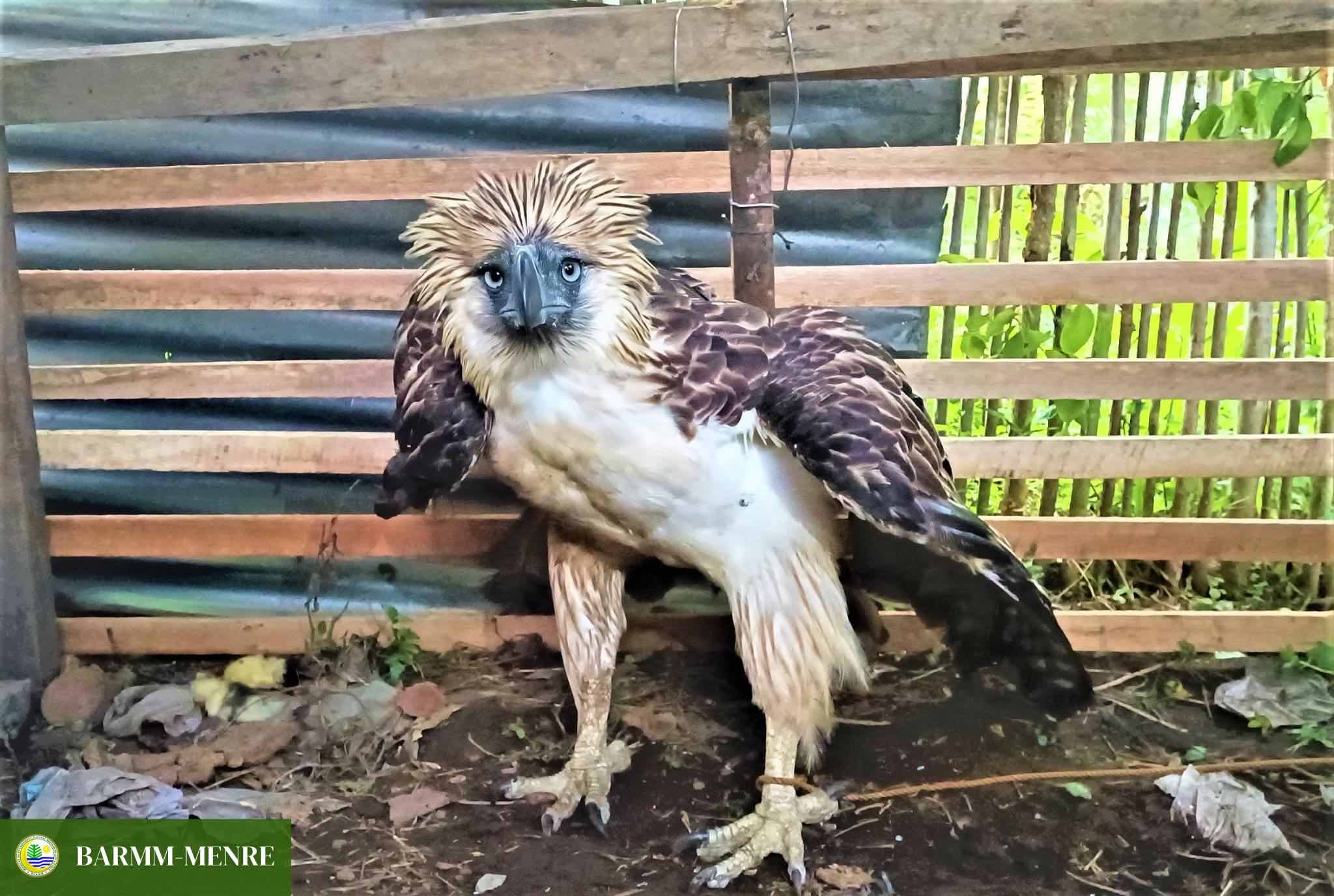 Rescued Philippine Eagle named 'Bangsa Bae'