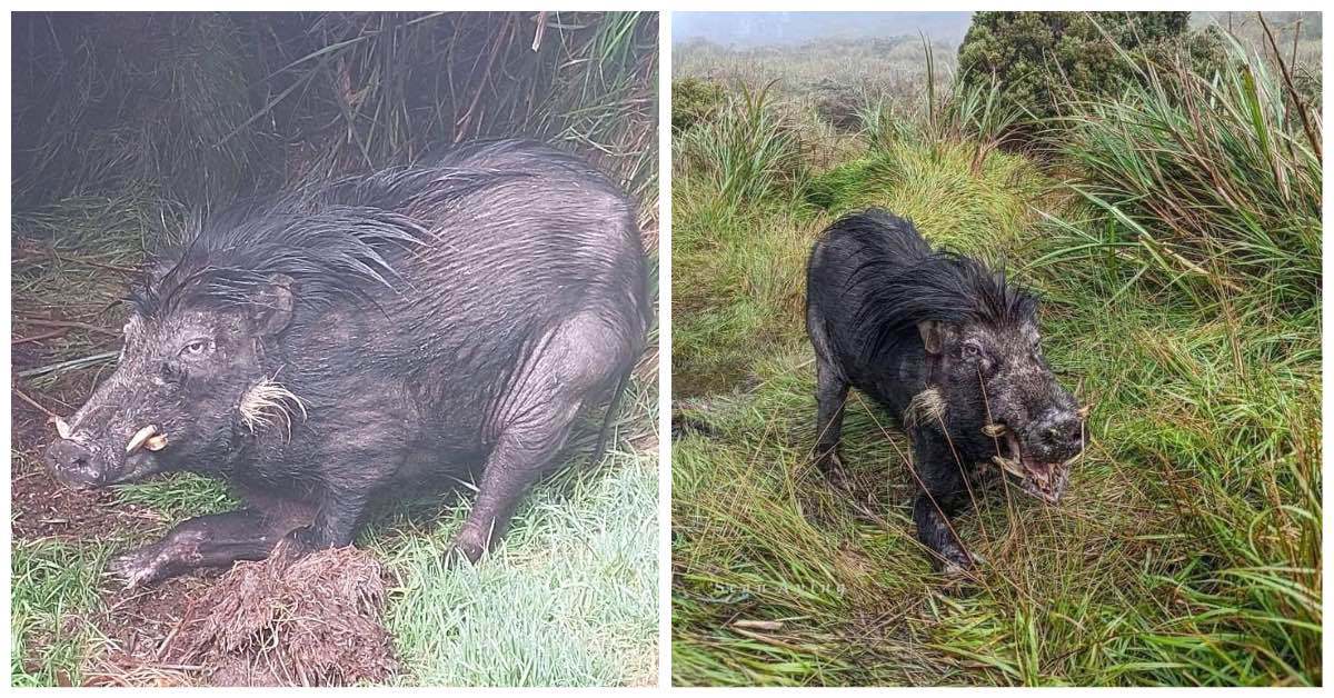 Rare Philippine Warty Pig Rare Philippine Warty Pig