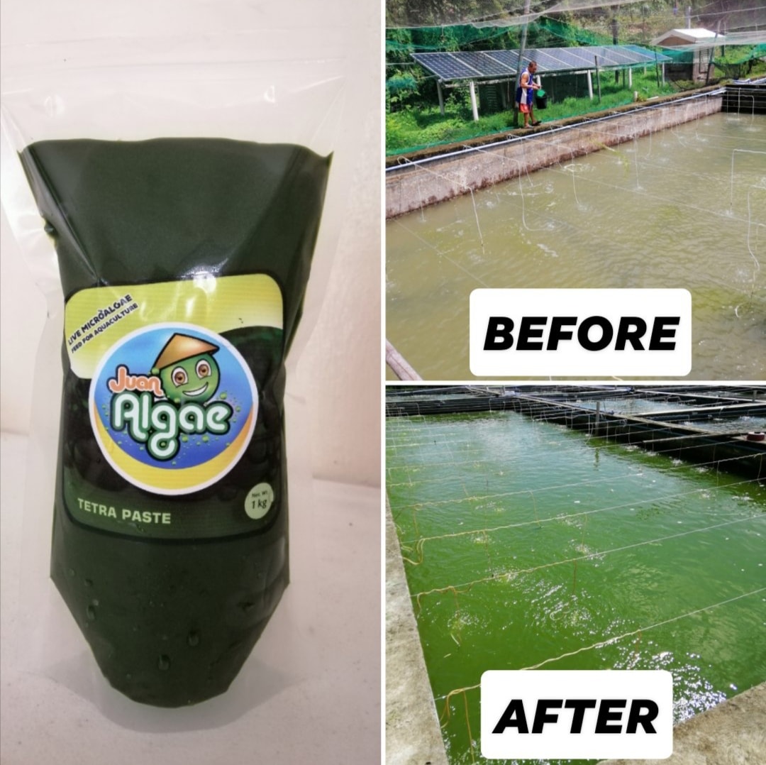 UP Visayas Philippines' 1st microalgae aqua feed