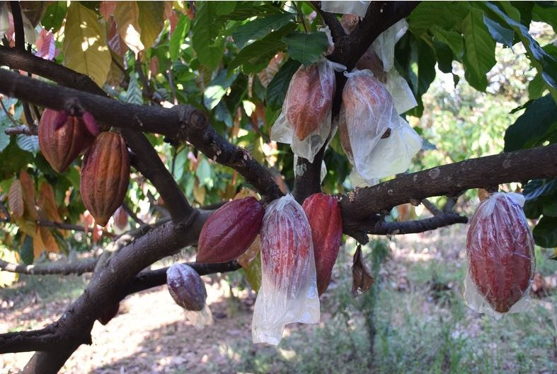 University of Southern Mindanao chocolate industry