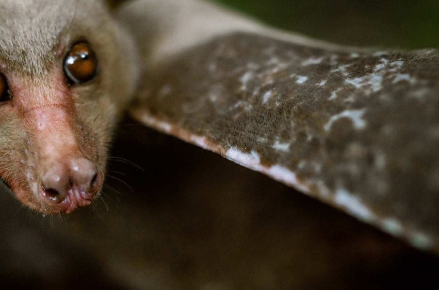 Rare large bat species Rizal’s Masungi Georeserve