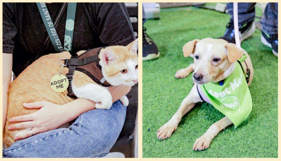 Filipino homes Ayala Malls' annual pet festival