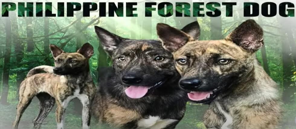 Asong Gubat Philippines' official National Dog Breed Asong Gubat Philippines' official National Dog Breed