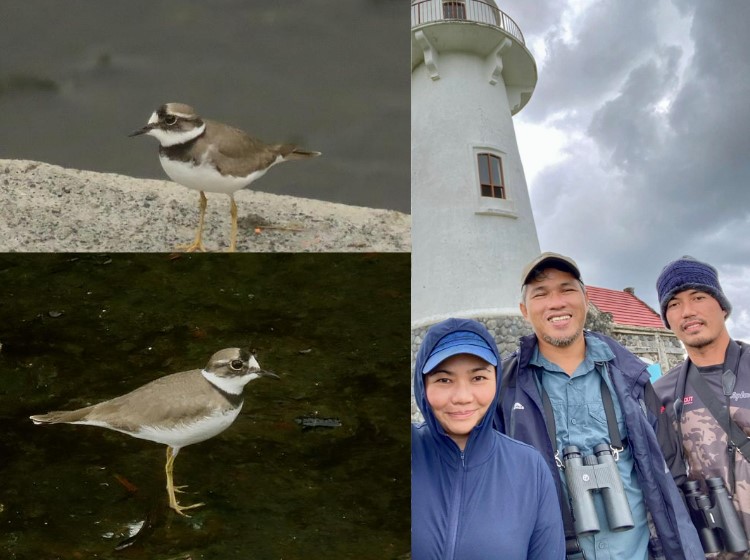 Philippines Long-Billed Plover in Batanes