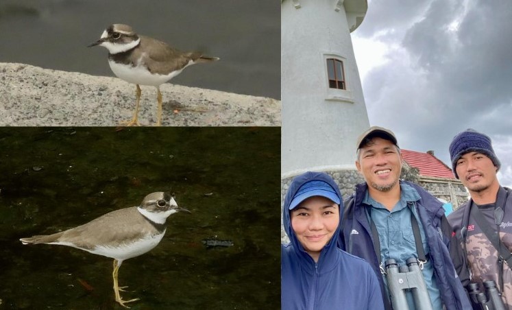Philippines records 1st sighting of Long-Billed Plover in Batanes